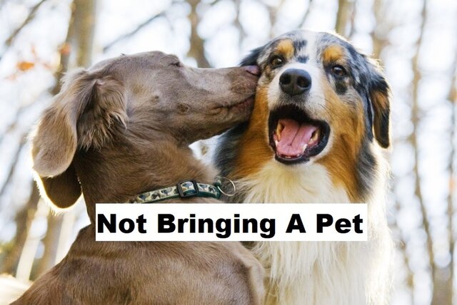 Image 1 for NOT BRINGING A PET