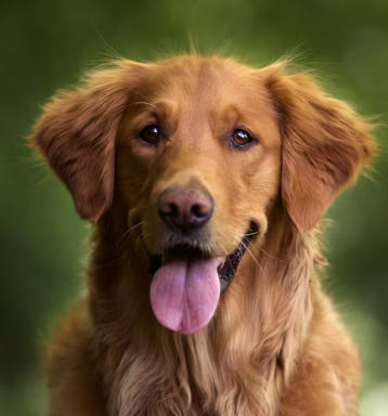 Image for Pet Fee