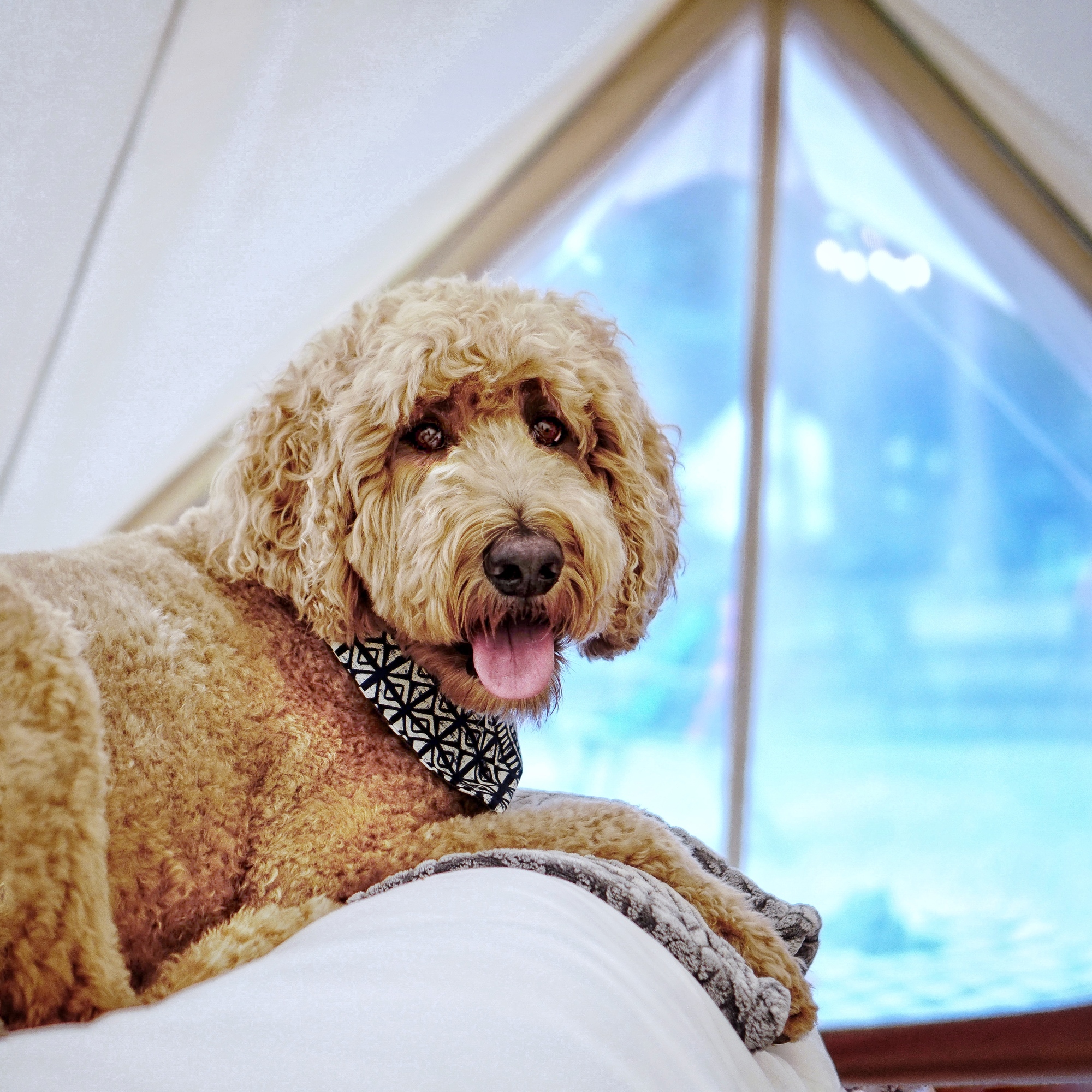 Image for Pet Fee