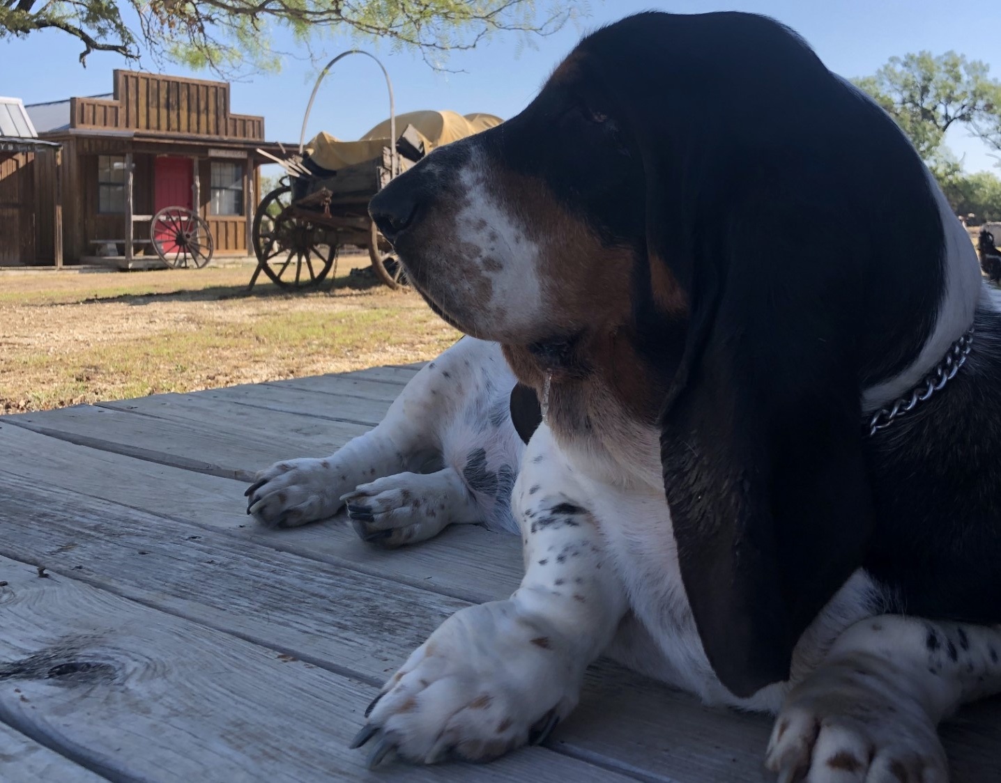 your selected gift certificate image