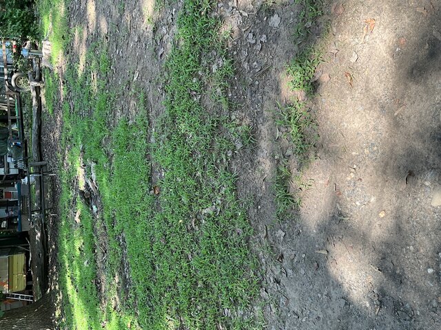 Image 2 for Site 32 - Tent Site - Middle Section