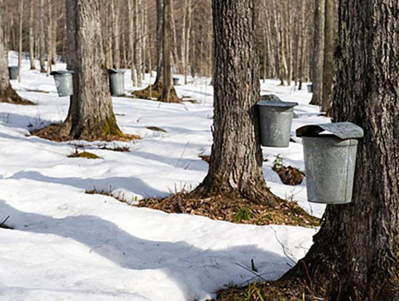 Image for Midweek Maple Sugar Experience