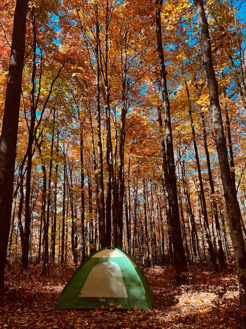 Image 2 for Camping in the Woods