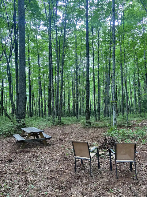 Image 3 for Camping in the Woods