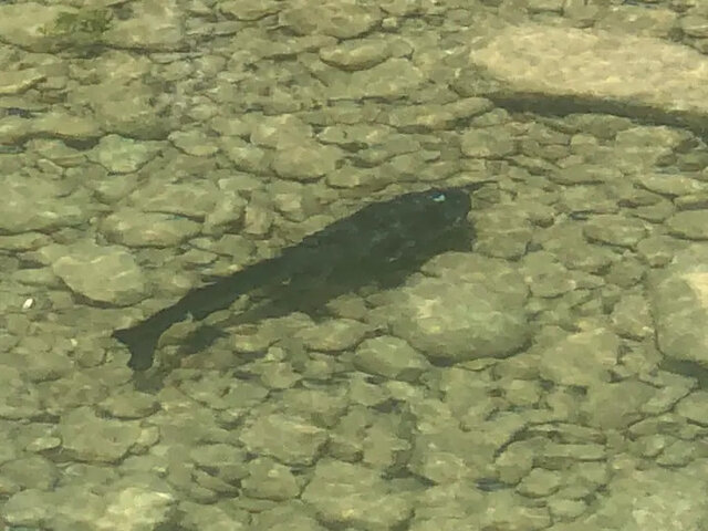 Image 18 for Medina Haus- Medina River Access!!!