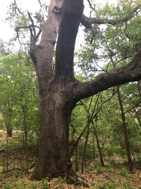 Image 15 for Old Town Helotes- River Rock Ranch!!