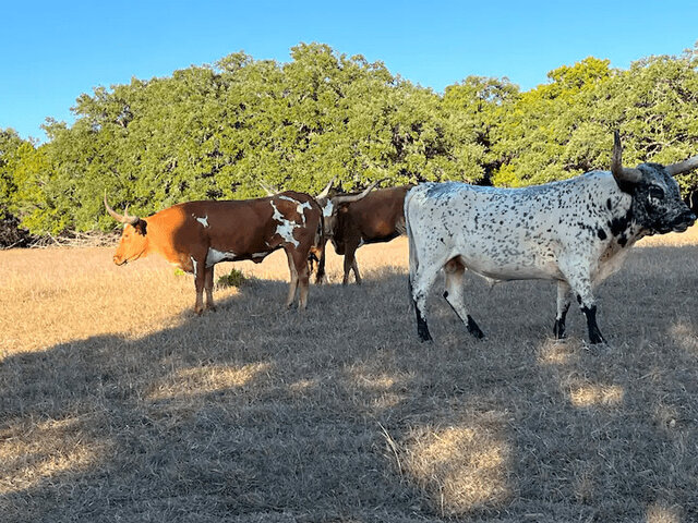 Image 7 for Main St. Homestead- Bandera America!