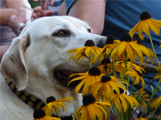 Image 1 for Pet Fee