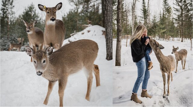 Image 19 for Stargazer Geodome