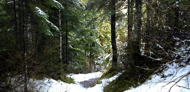 Image 18 for Stargazer Geodome