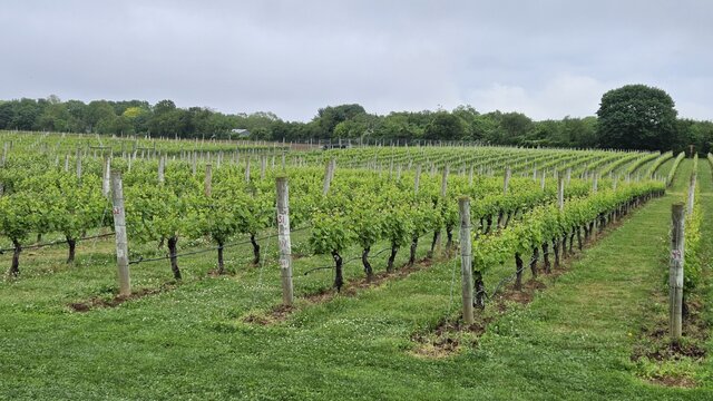 Image 2 for Group Wine Tour (Alex Fermin) Up to 10