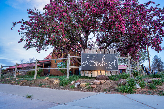 Sign and Blossom Tree