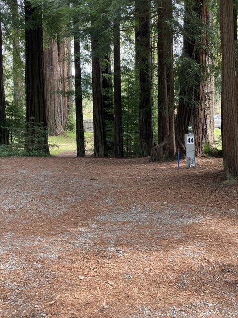 Image 1 for Under Redwood Trees