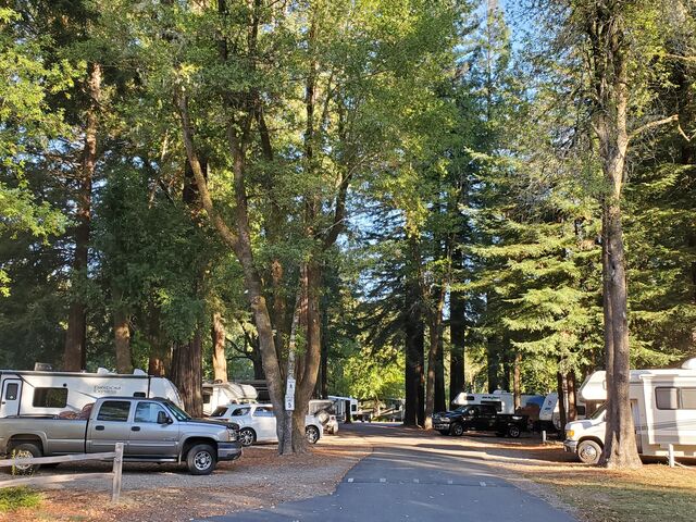 Image 2 for Under Redwood Trees