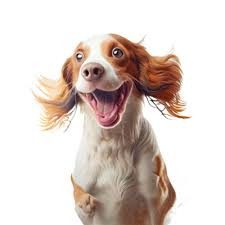 Image for Pet Fee