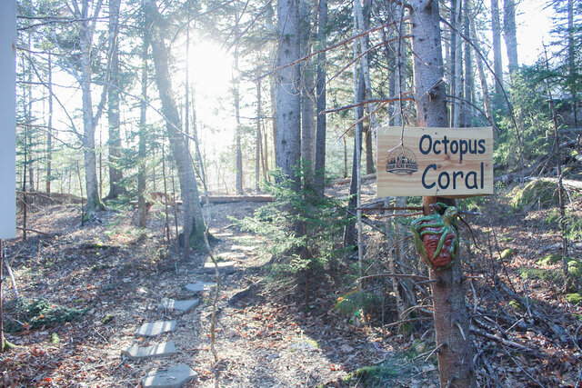 Image 1 for Octopus Coral (Tent/Primitive)