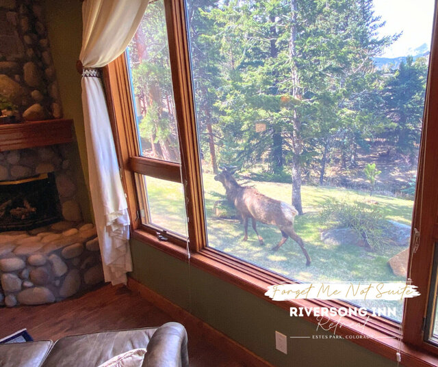 Image 2 for Forget Me Not