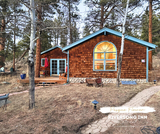 Image 6 for Pasque Flower