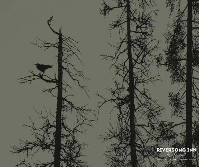 Image 2 for Pine Tree T-Shirt - Extra Large