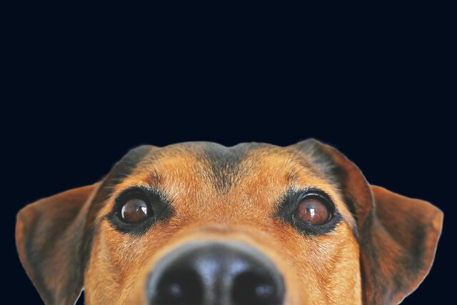Image 1 for Cabin Pet Fee (per stay)