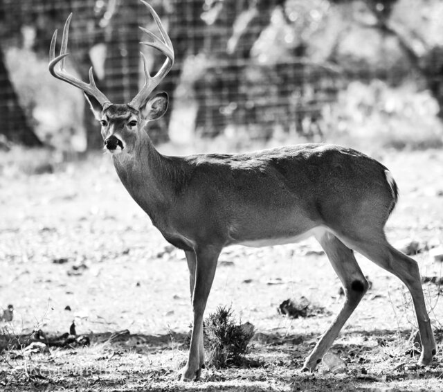Image 20 for Wild Bill's Hideaway - Texas Hill Country Cabin