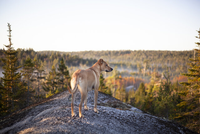 Image 14 for Glamping Tent - Cloud Nine