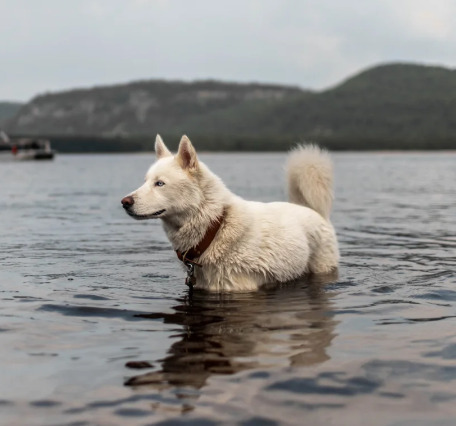 Image 1 for Dog Fee
